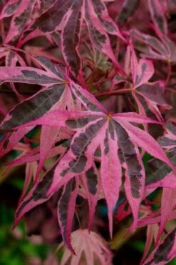 Shirazz Japanese Maple - 2 Gallon Pot