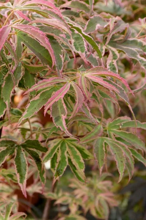 Shirazz Japanese Maple - 2 Gallon Pot - Image 6