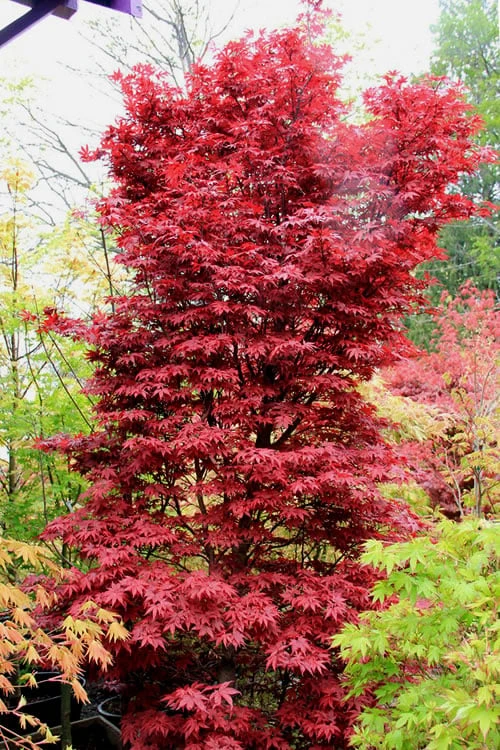 Twombly's Red Sentinel Japanese Maple - 2 Gallon Pot (3-4')
