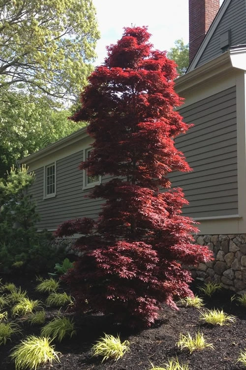 Twombly's Red Sentinel Japanese Maple - 2 Gallon Pot (3-4') - Image 4