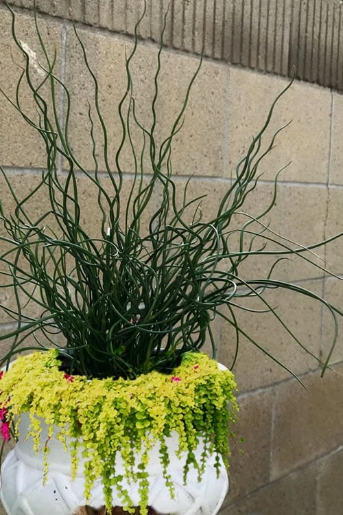 Big Twister Giant Corkscrew Rush (Juncus Effusus) - 5 Pack Of Quart Pots - Image 5
