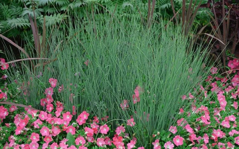 Blue Arrows Rush (Juncus Inflexus) - 5 Pack Of Quart Pots - Image 5