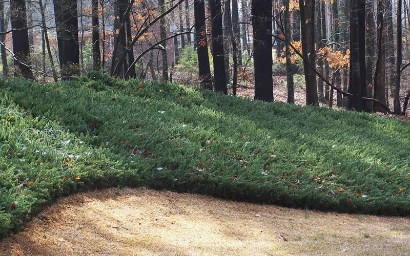Blue Pacific Juniper - 2 Gallon Pot - Image 4