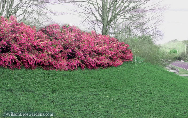 Blue Pacific Juniper - 1 Gallon Pot - Image 5