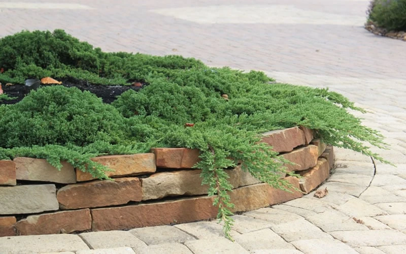 Green Mound Juniper - 2 Gallon Pot - Image 6