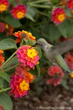 Sonset Hardy Lantana - 1 Gallon Pot