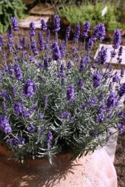 Hidcote Blue English Lavender - 1 Gallon Pot