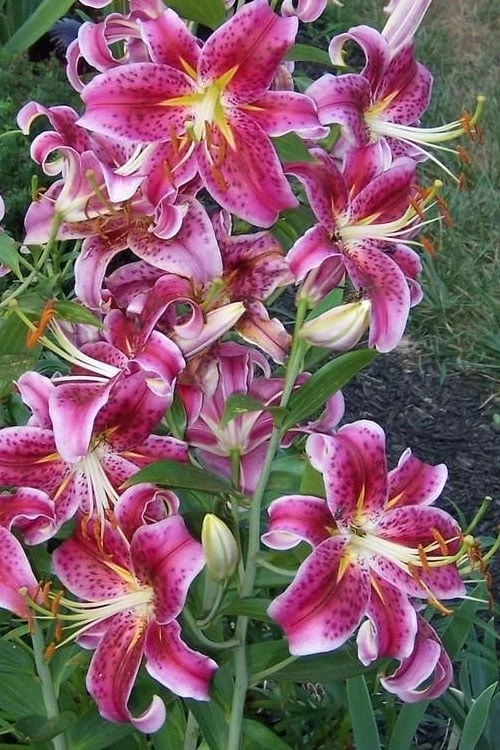 Stargazer Oriental - 1 Gallon Pot - Image 4