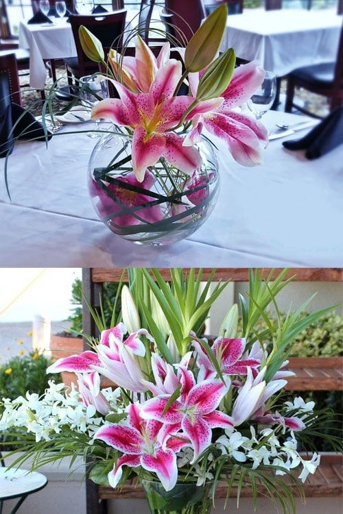 Stargazer Oriental - 1 Gallon Pot - Image 5