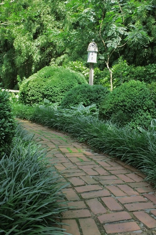 Emerald Goddess Liriope (Lilyturf) - 1 Gallon Pot - Image 4