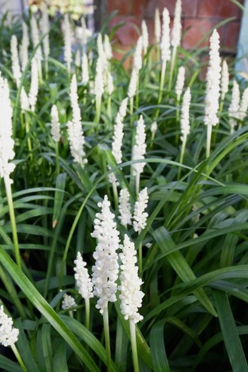 Monroe's White Liriope (Lilyturf) - 6 Pack Of 1 Gallon Pots - Image 5