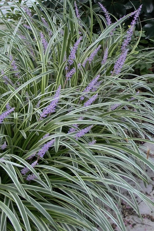 Silvery Sunproof Variegated Liriope - Lilyturf - 6 Pack Of 1 Gallon Pots