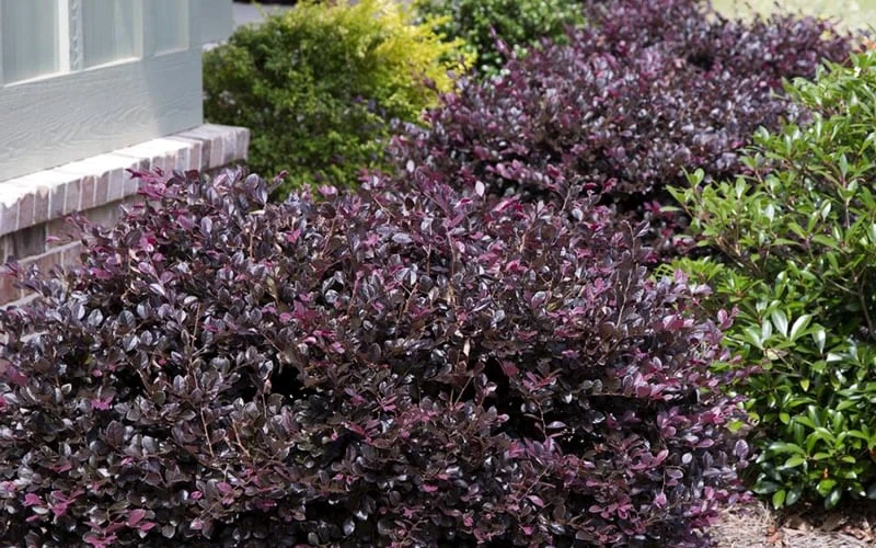 Purple Daydream Dwarf Loropetalum - 2 Gallon Pot - Image 4