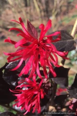 Red Diamond Loropetalum - 2 Gallon Pot