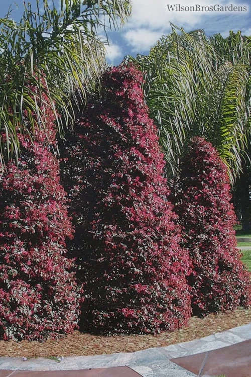 Zhuzhou Loropetalum (Chinese Fringeflower) - 7 Gallon Pot - Image 5