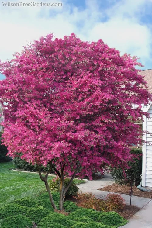 Zhuzhou Loropetalum (Chinese Fringeflower) - 7 Gallon Pot - Image 4