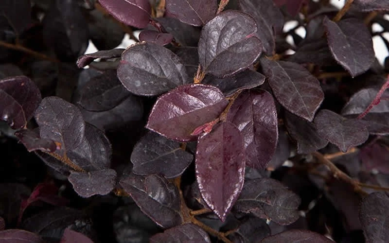 Red Diamond Loropetalum - 2 Gallon Pot - Image 6