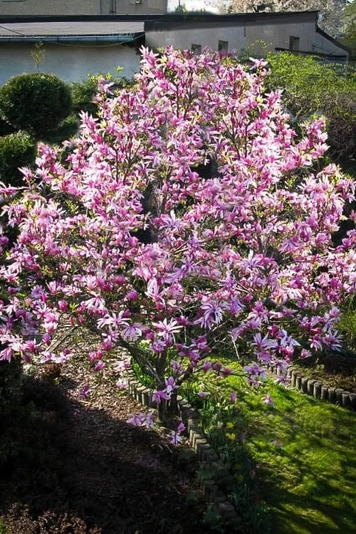 Betty Magnolia Tulip Tree - 1 Gallon Pot - Image 5
