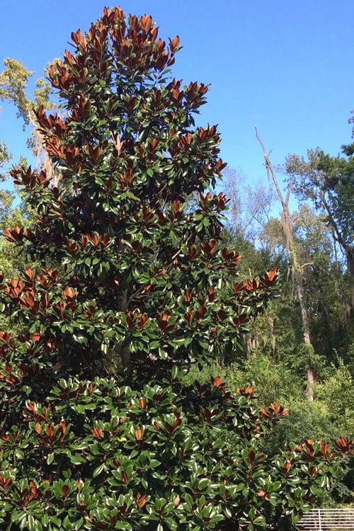 Brackens Brown Beauty Magnolia - 7 Gallon Pot (5-6') - Image 4