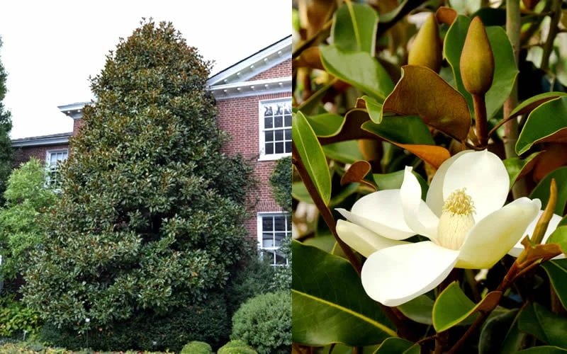 Brackens Brown Beauty Magnolia - 7 Gallon Pot (5-6') - Image 5