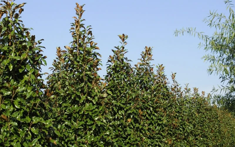 Brackens Brown Beauty Magnolia - 7 Gallon Pot (3-4') - Image 7