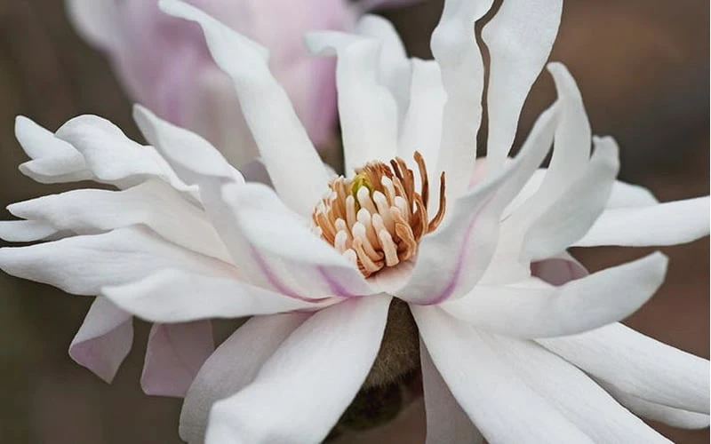 Centennial Star Magnolia - 1 Gallon Pot - Image 6