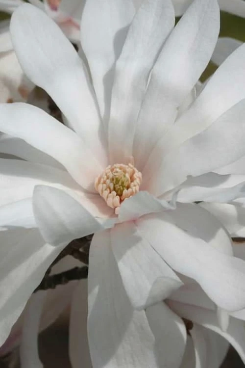 Centennial Star Magnolia - 1 Gallon Pot - Image 7