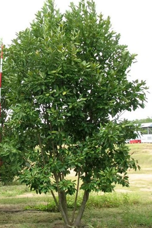 Moonglow Sweetbay Magnolia Tree (Magnolia Virginiana 'Jim Wilson') - 3 Gallon Pot - Image 4