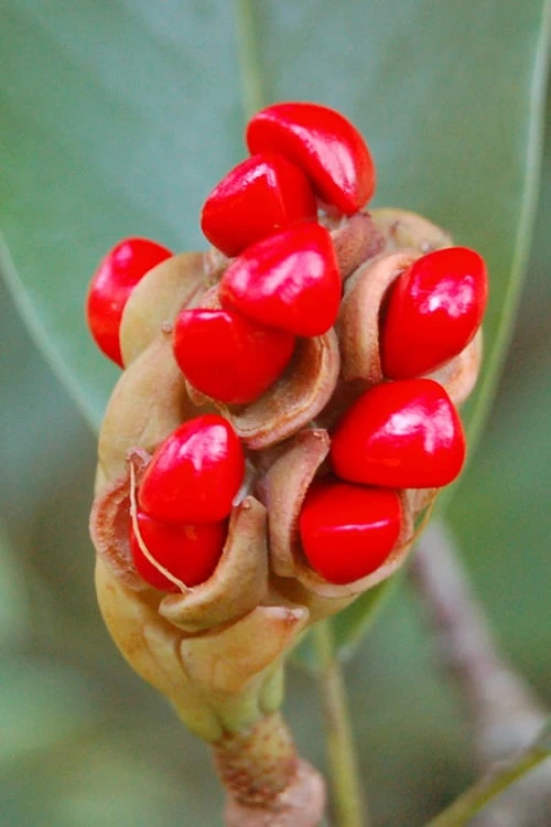 Sweetbay Magnolia - 5 Gallon Pot - Image 6