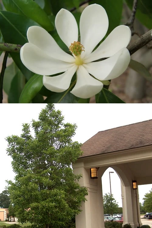 Sweetbay Magnolia - 5 Gallon Pot - Image 5