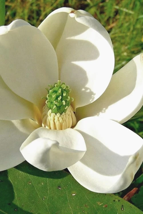 Moonglow Sweetbay Magnolia Tree (Magnolia Virginiana 'Jim Wilson') - 3 Gallon Pot