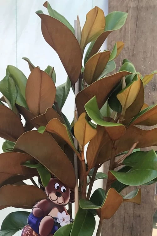 Teddy Bear Dwarf Southern Magnolia - 3 Gallon Pot - Image 5