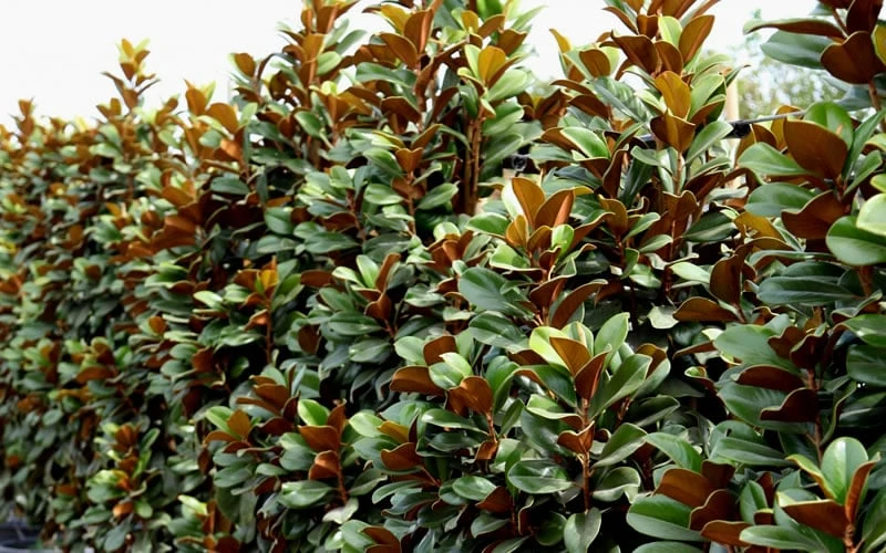 Teddy Bear Dwarf Southern Magnolia - 3 Gallon Pot - Image 8