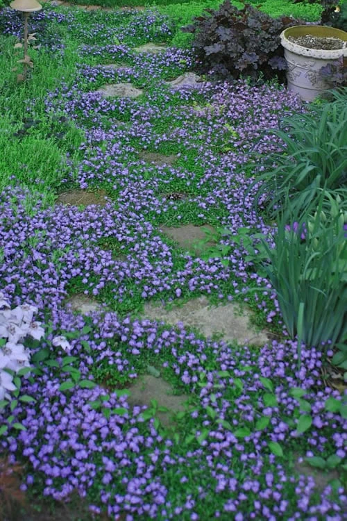 Blue Flowering Mazus - 5 Pack Of Pint Pots - Image 5