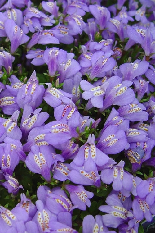 Blue Flowering Mazus - 6 Pack Of Pint Pots - Image 7