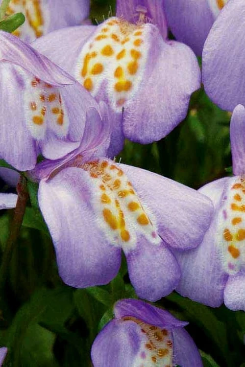 Blue Flowering Mazus - 6 Pack Of Pint Pots - Image 4