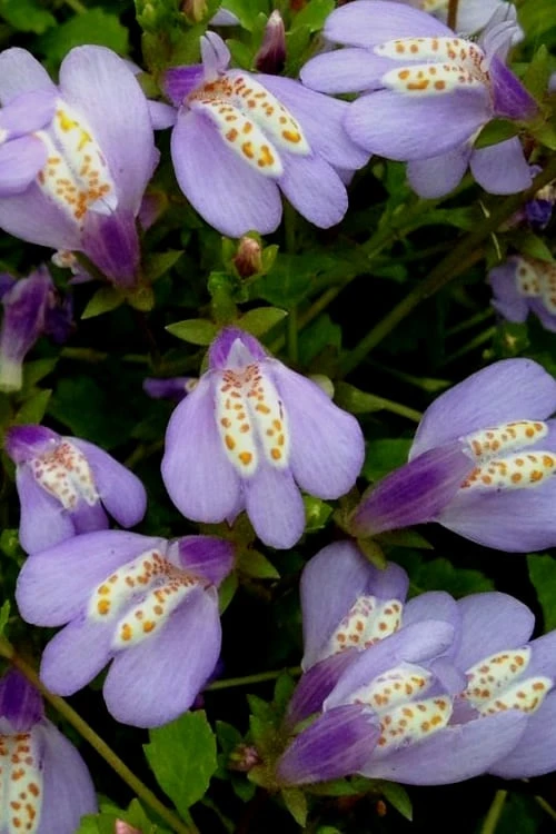 Blue Flowering Mazus - 6 Pack Of Pint Pots - Image 6