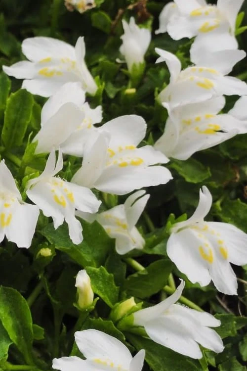 White Flowering Mazus - 5 Pack Of Pint Pots - Image 6