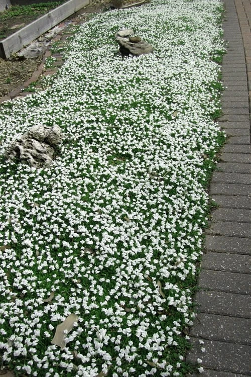 White Flowering Mazus - 10 Pack Of Pint Pots - Image 5