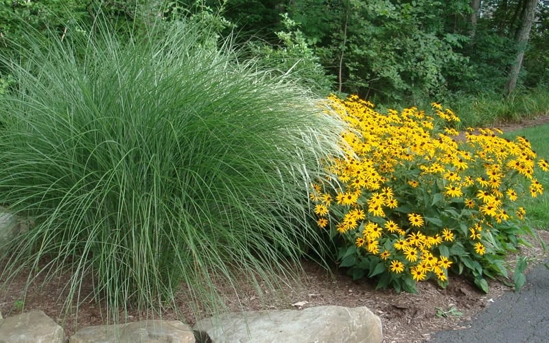 Maiden Grass - Miscanthus Sinensis 'Gracillimus' - 3 Gallon Pot - Image 6