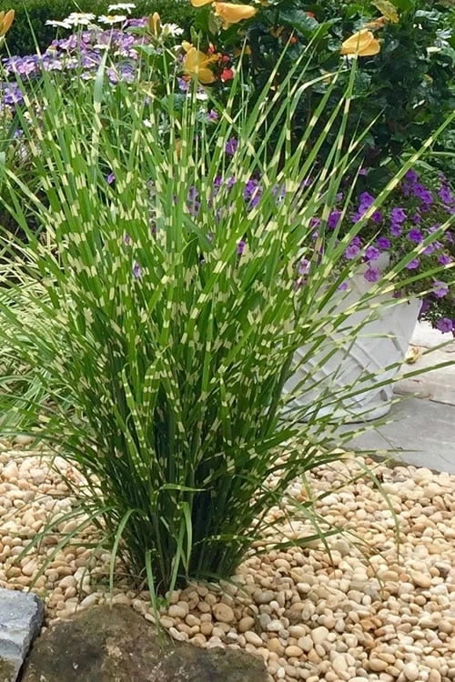 Porcupine Zebra Grass (Miscanthus Sinensis 'Strictus') - 3 Gallon Pot