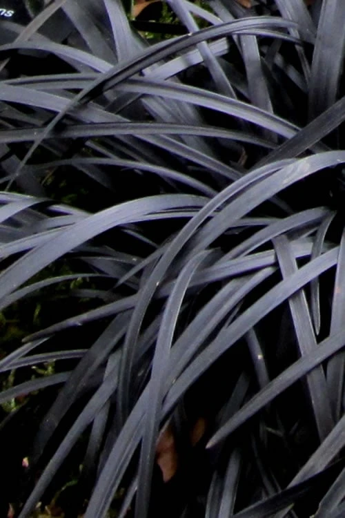 Black Mondo Grass (Ophiopogon Planiscapus 'Nigrescens') - 5 Pack Of Quart Pots - Image 7