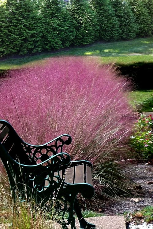 Pink Muhly Grass (Cotton Candy Grass) - 32 Pack Of 1 Gallon Pots - Image 8