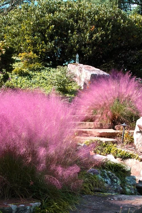 Pink Muhly Grass - Cotton Candy Grass - 1 Gallon Pot - Image 5