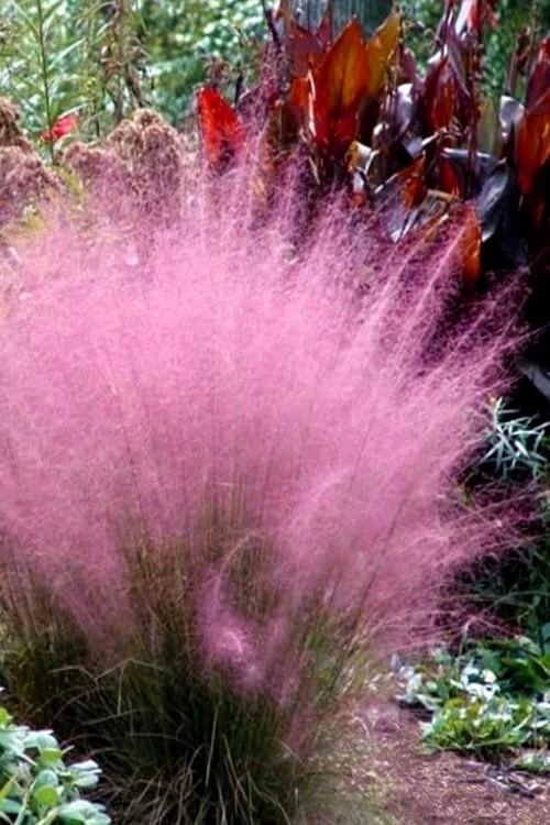 Pink Muhly Grass - Cotton Candy Grass - 1 Gallon Pot