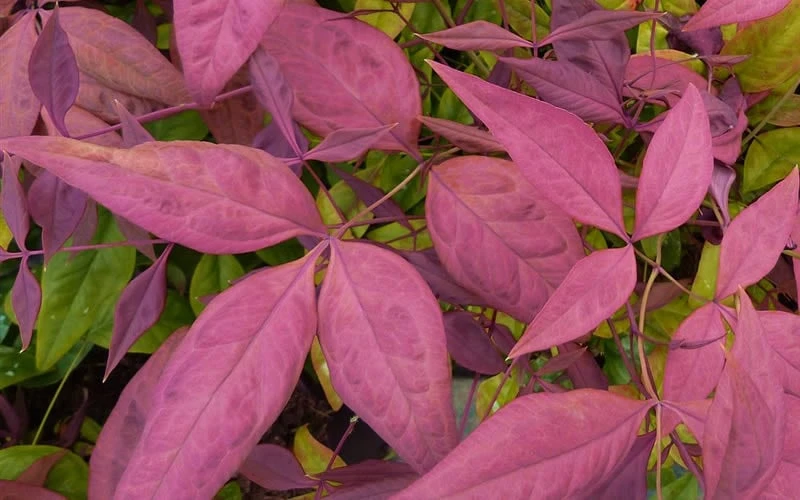 Blush Pink Nandina - 1 Gallon Pot - Image 4