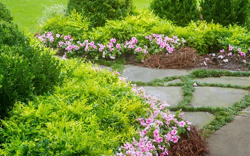 Lemon Lime Nandina - 3 Gallon Pot - Image 4