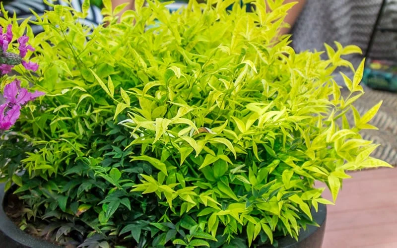 Lemon Lime Nandina - 3 Gallon Pot - Image 5