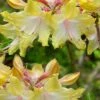 Clear Creek Aromi Azalea (Rhododendron) - 1 Gallon Pot