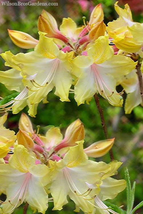 Clear Creek Aromi Azalea (Rhododendron) - 1 Gallon Pot